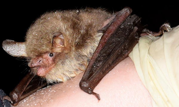 Fransenfledermaus (Myotis nattereri)